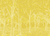 Forest Mostaza - comprar online