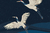 Garzas azules