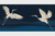 Garzas azules en internet
