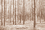 Real forest terracota - comprar online