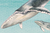 Cute Humpback Whale - shop.lucatdisenios.com