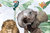 Zimbabwe - comprar online