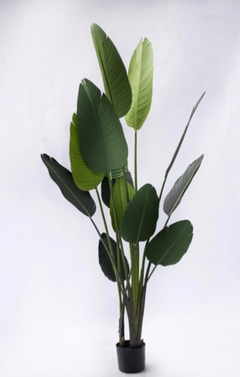 Planta Artificial 2.60 mts Sterlitzia 04/22