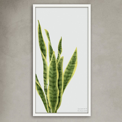Cuadros botanicos Urban 32×62cm 2/22 en internet