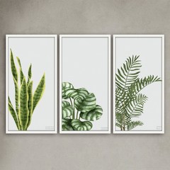 Cuadros botanicos Urban 32×62cm 2/22