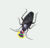 Cucaracha- Aus_grec