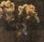 Flores 60b - Gerardo Oberto