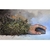 Incendio Forestal - Manuel Coll