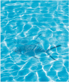 Piso apto porcelanato liquido 250 x 240 peces - comprar online