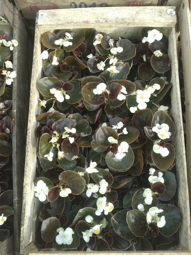 Flor De Azucar X 10 Unidades - Comprar en Vivero LIHUE