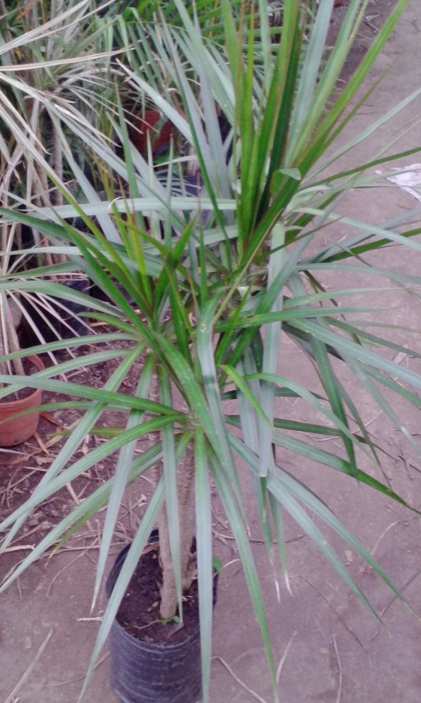 Dracena Marginata Planta De Interior - Vivero LIHUE