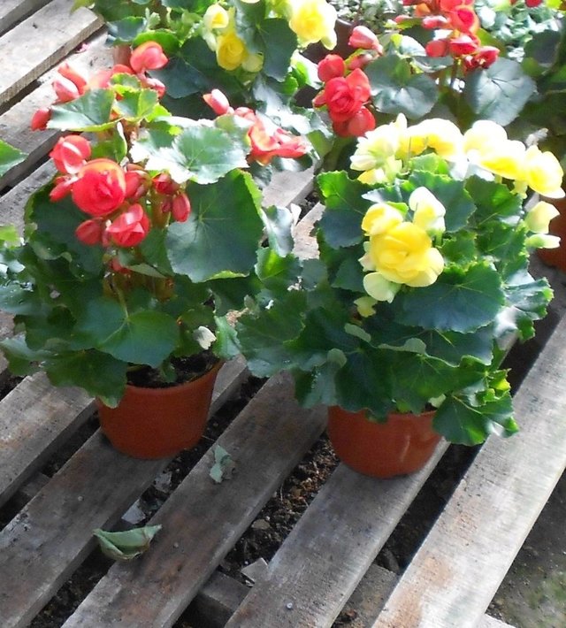 Begonia De La Paz - Comprar en Vivero LIHUE