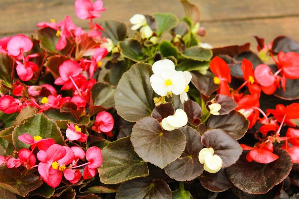 Flor de Azucar - Begonia semperflorens - Vivero Raiz