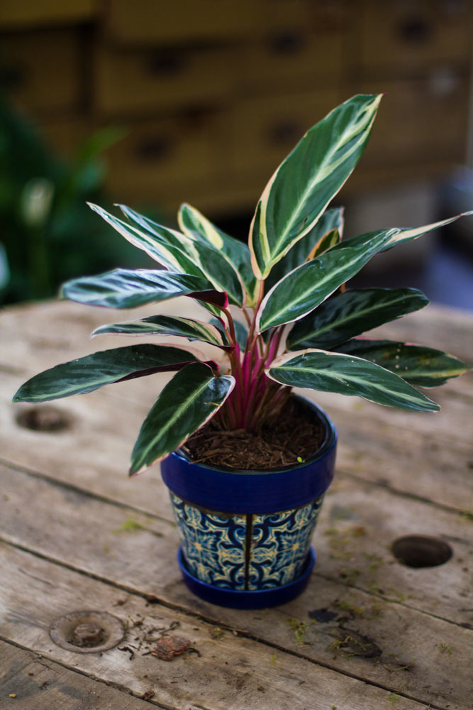 Calathea Triostar + Maceta Ceramica Mandala c/Plato