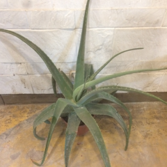 Aloe Arborescens en Maceta de 17cm