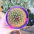 Cactus de Coleccion - Echinocereus - comprar online