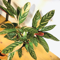 Calathea Triostar Rosada en M17 - Vivero Verde y Orgánico