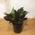 Croton monalisa - Vivero Verde y Orgánico