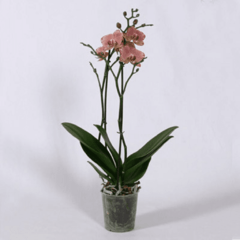 Phalaenopsis Nø 1 y 2 en maceta de 16