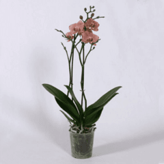 Phalaenopsis Nø 3 en maceta de 16