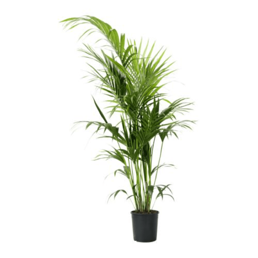 Palmito Palma Enana 12cms