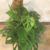 Philodendro Peruviano en maceta 21cm - comprar online