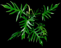 Philodendron Elegans 5lt