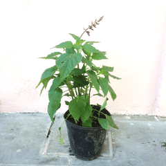 Salvia Guaran¡tica Maceta 3L - Vivero Verde y Orgánico