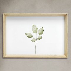Cuadros Botánica - tienda online