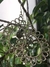 Aros Floreale Plata 925