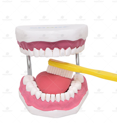 Arcada Dentária Gigante com Língua e Escova - SD-5059 - Sdorf Scientific - comprar online