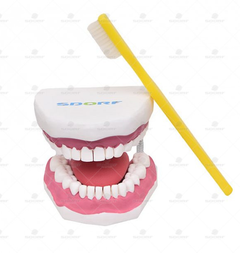 Arcada Dentária Gigante com Língua e Escova - SD-5059 - Sdorf Scientific