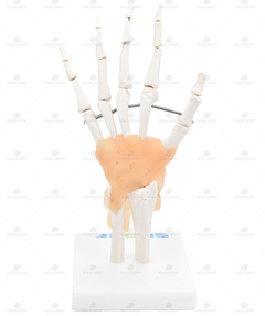 Articulação da Mão - SD-5018 - Sdorf Scientific