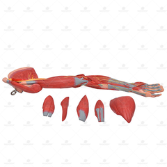 Braço com Músculos, Nervos e Veias em 6 partes - SD- 5027 - Sdorf Scientific - comprar online