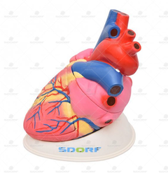Coração Ampliado em 3 Partes - SD-5048 - Sdorf Scientific