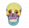 Crânio Humano Colorido c/ Mandíbula Móvel e Dentes Extraíveis em 6 Partes - SD-5007 - Sdorf Scientific