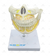 Dentição Adulta - SD-5059/J - Sdorf Scientific