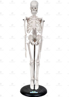 Esqueleto Humano de 45 cm C/ Suporte - SD-5002/B - Sdorf Scientific