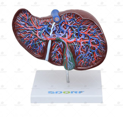 Fígado Luxo c/ Vesícula Biliar em Tamanho Real - SD-5049 - Sdorf Scientific