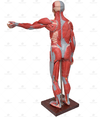 Figura Muscular de 1,70 cm c/ Órgãos Internos em 29 Partes - SD-5026 - Sdorf Scientific - comprar online
