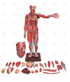 Figura Muscular de 1,70 cm c/ Órgãos Internos em 29 Partes - SD-5026 - Sdorf Scientific na internet