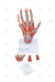 Mão Muscular em Tamanho Real em 5 Partes - SD-5027/C - Sdorf Scientific - comprar online