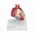 Modelo Patológico do Coração com Hipertrofia em 2 Partes - SD-5214 - Sdorf Scientific - comprar online