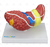 Modelo Patológico do Fígado e Vesícula Biliar - SD-5206 - Sdorf Scientific - comprar online
