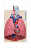 Sistema Respiratório em 7 Partes - SD-5062 - Sdorf Scientific