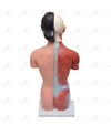 Torso Humano Feminino de 42 cm c/ 15 Partes - SD-5024 - Sdorf Scientific - comprar online