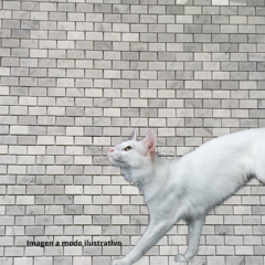 VENECITA REVESTIMIENTO LADRILLO DE MÁRMOL CARRARA PARA BAÑO Y COCINA 30 cm X 30 cm - comprar online
