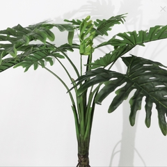 B02-Plantas Deco