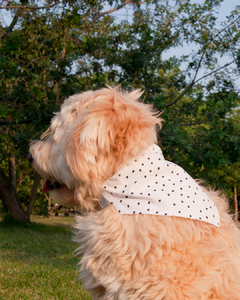Bandana • Pontos na internet