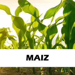 Maíz